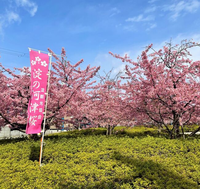京都伏見「 淀水路の河津桜」、3月中旬には水路沿いに植えられている約300本もの「河津桜」が見頃を迎えます。<br />満開ということで、鑑賞に行ってきました。<br />その艶やかな光景に感動しました。