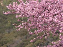 河津桜としだれ梅を求めて（阪南市山中渓・和泉リサイクルセンター）