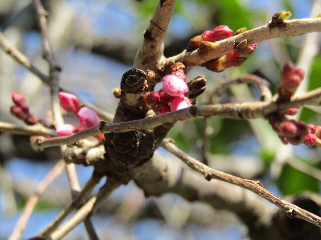　これまでは、この早咲きの枝垂れ桜は毎年桜（ソメイヨシノ）が開花する頃に満開を迎えていた。<br />　10日ほど前は蕾も難く、小さかった。この状況から推測するとお彼岸の中日までに桜（ソメイヨシノ）が開花するのかは不安がよぎる。<br />　一昨日はあいにくの雨であったが、昨日からは風はあるが、日差しが出ている。今日の午前中にこの早咲きの枝垂れ桜が開花していないか確認して来た。<br />　残念ながら、まだ開花前である。蕾は2輪ほど綻び初めている。明日は天気予報の通り、気温が高くなるのであればこの樹の5、6輪は開花するかも知れない。<br />　しかし、5日やそこらで満開になることは難しいように感じられる。<br />　すなわち、今年の横浜の桜（ソメイヨシノ）の開花日はお彼岸の中日以降ということになりそうだ。<br />　今年は暖冬だと言われて来た。そのために、早咲きの桜の開花は早かっ。。<br />　しかし、昨年は厳寒であったが、2月末から3月以降は温暖であり、桜（ソメイヨシノ）の開花も史上タイの速さであった。<br />　冬の寒さは桜が休眠打破するためには必須であるが、冬が厳寒であっても、開花前の2週間とか半月が非常に温暖となれば、桜（ソメイヨシノ）が早く開花した昨年の例もある。<br />　もし、今年は桜（ソメイヨシノ）の開花がお彼岸の中日以降にずれ込むことになったら、暖冬の年は桜の開花が早まるという命題は当てはまらないということになる。<br />（表紙写真は早咲きの枝垂れ桜の蕾）<br /><br /><br /><br />