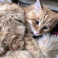 ウズベキスタンのタシケントで乗換で1泊してみた