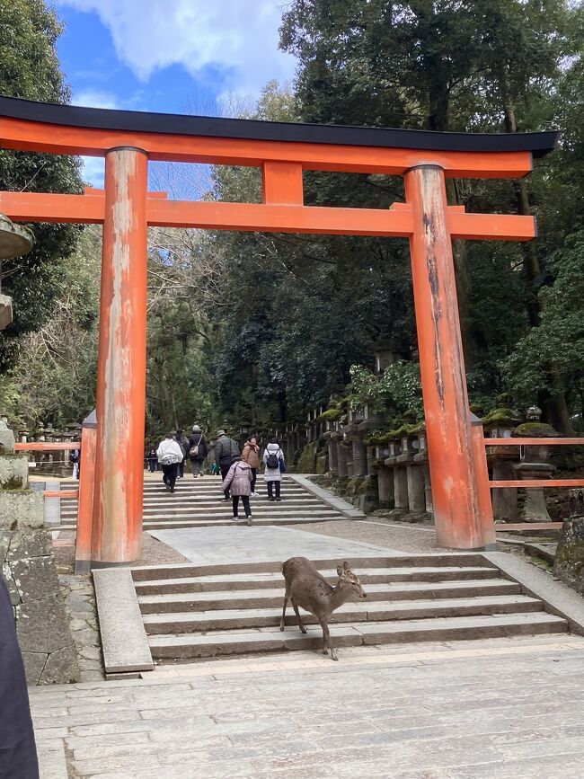 京都の源氏物語ミュージアム＆宇治平等院へ行ってから奈良の春日大社へ行ってきました♪