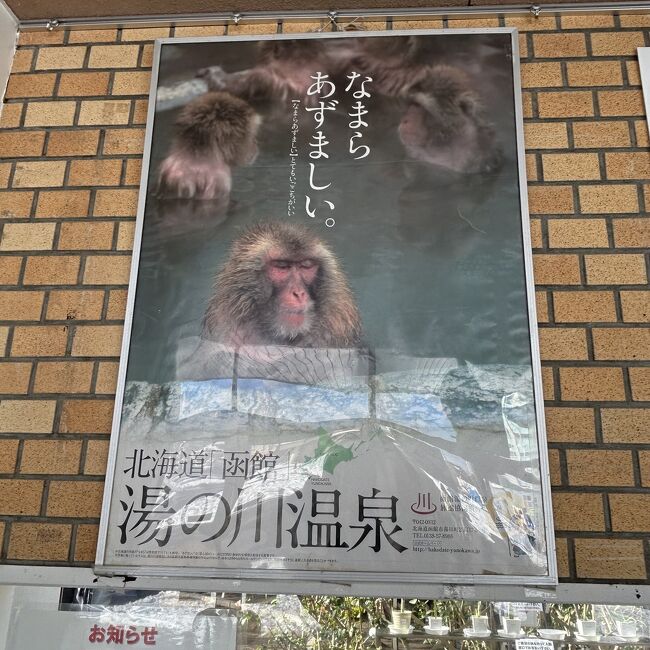 湯の川温泉のお猿さんを先に写真で紹介してしまいましたが、こっちの記録はもっとお猿さんです。。。お見苦しいかもしれませんが、こんなにサルを見つめた事は久しぶりです。<br /><br />良くご覧頂けると、毛の無いサルが居るんです・・・病気じゃないのです・・・その秘密は・・・<br /><br />と常夏気分を味わえるとの触れ込みの、熱帯植物園の中をご覧頂きます。<br /><br />その後JRにて洞爺湖までの珍道中を。。。<br /><br />旅行記　函館１日目　　https://4travel.jp/travelogue/11885039<br />　　　　　　２日目　　函館観光　https://4travel.jp/travelogue/11886892<br />　　　　　　２泊目　　湯の川温泉　https://4travel.jp/travelogue/11886898　<br />　　　　　　３日目　　観光　此処です★<br />　　　　　　３泊目　　洞爺湖温泉編　https://4travel.jp/travelogue/11887115<br />　　　　　　４日目　　洞爺湖観光　https://4travel.jp/travelogue/11887115<br />　　　　　　４泊目　　登別温泉編　https://4travel.jp/travelogue/118867<br />　　　　　　５日目　新千歳空港から帰宅