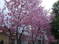 北千住でオカメ桜みごろ　2024