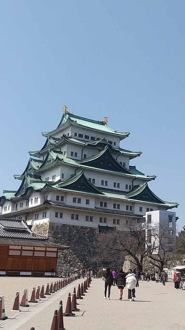 2024春の18きっぷ旅2回目は名古屋!<br /><br />18きっぷ旅で行き先を決めるの、難航しました。。。<br />せっかく電車代が安く行けるのに(JRなら乗り放題なのに)、現地で私鉄に乗り換えたりバスに乗ったりするのは、なんかもったいない気になってしまう^^;<br />プラン候補としては「犬山城と城下町で食べ歩き」だったり「瀬戸の焼きものの街散策」とか「常滑のINAXミュージアムとその周辺」とか色々考えたけど、JRの駅近ではないんだよね。。。<br />それなら、車で行ったほうがいいだろうという結論になっちゃう。<br /><br />駅近で観光できる場所は…と考えて、今回は名古屋をチョイス。<br />モーニングを食べて、<br />知らなかった四間道という保存地区を歩いて、<br />金のシャチホコ、名古屋城へ。<br />その後はノリタケの森へ行って、<br />夜には名古屋に住んでる友達にも久しぶりに会えて、楽しく1日満喫しました!<br /><br />もちろん周遊バスもあるけど、全然歩ける距離なので、名古屋の街をひたすら徒歩で巡ってきました。<br /><br />