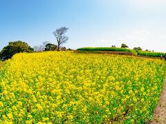 菜の花フェスタ