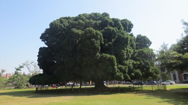 101年前の昭和天皇(当時皇太子)台湾行啓時に植えられたガジュマルが台南にあるとの新聞記事を見て旅行の構成をしました。そして二二八事件で犠牲になった日本人の慰霊祭にも参列しました。<br />観光満載の台湾・食の宝庫台湾、それだけではなく台湾の歴史確認も大事だと認識を新たにしました。<br />