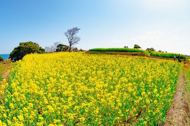 　国東半島、豊後高田市香々地の花の岬「長崎鼻」で、17．5ha、2500万本の菜の花が見頃を迎えつつあります。