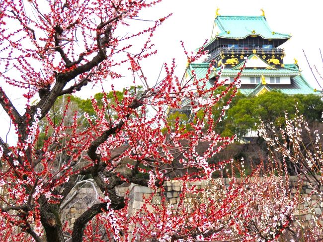 ２０２４年３月７日（木）快晴　全国各地で梅も終わりに近づいてきたかなという時期ですが、大阪城はまだ遅咲きの種が咲いてるとの情報から出向きます。そして近くのNHK大阪放送局１階アトリウムで放映中の朝ドラ「ブギウギ」の撮影セット公開が３月１７日までということで立ち寄ります。<br />　ステージ映像と出演者サインは撮影不可、以外は撮影可能です。ブログ掲載可能も確認済です。<br />　表紙は、大阪城を背景にした梅林。