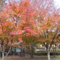 晩秋の紅葉と温泉旅♪　Vol.21 ☆レジーナリゾート富士：美しい紅葉の森♪