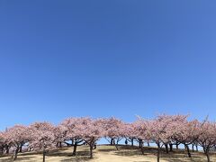 河津桜