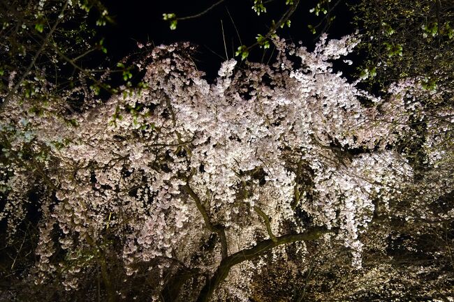 東山の桜の名所を巡り歩いてきた京都1日目の最後は、<br />平野神社の夜桜見物に訪れます。<br /><br />北野天満宮の北隣にある平野神社は、江戸時代から夜桜見物されていたほどの桜の名所ということで、翌日昼間にも再訪しました。<br />時系列的には、2日目は早朝から洛北に出かけていましたが、<br />初日、2日目の平野神社と千本釈迦堂、北野天満宮の桜巡りを<br />一つに纏めてみました。