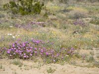 南カリフォルニアでお花見