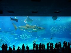 美ら海水族館・エメラルドビーチ・島唄ライブ・再建中の首里城①☆リーガロイヤルグラン沖縄泊