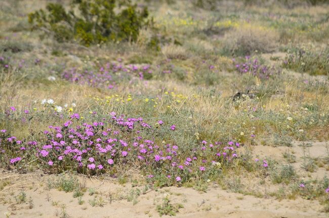 去年に引き続きバルボアパークのチェリーブロッサムフェスティバルに参加してきました。<br /><br />去年食べられなかったサクラ味のドーナツを求めて。<br /><br />それに加えて、今年は雨が多かったので砂漠の方もいつもの年より花が多く咲いているかなと思い<br />アンザボレゴ砂漠州立公園にも行ってみました。<br /><br />去年の花見の旅行記はこちら↓<br />https://4travel.jp/travelogue/11814890