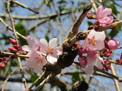 早咲きの枝垂れ桜がようやく開花しました