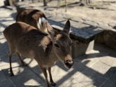 広島2泊3日の旅①「広島市街・宮島観光」