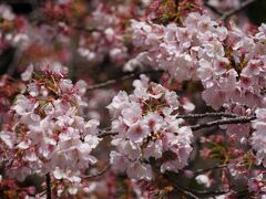 20240317-1 上野 上野公園で大寒桜が見頃ってぇ事で、観に行こう…出遅れましたね。散り始め…ヒラヒラと綺麗やけど。