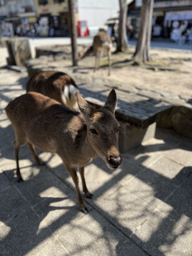 元海自の父の思い出を巡りに広島へ<br />海自時代は訓練で観光をしたことがないという父と共に、「平和記念公園」「宮島」「江田島」「呉」を2泊3日で巡ります。<br />その①となるこの旅行記では、広島市街地と宮島を観光する1日目をご紹介します。<br />1日目<br />羽田空港国内線第二ターミナル→広島空港<br />広島空港「リムジンバス」→広島バスターミナル<br />広島市内で「広島城」「平和記念公園」を観光<br />平和記念公園「世界遺産航路」フェリー→宮島<br />宮島「瀬戸内汽船」→江田島・中町桟橋<br />1日目の最終目的地宿泊先の「江田島荘」に到着