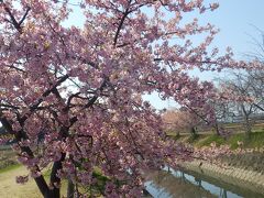 犬山にも河津桜