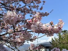 南足柄市千津島の春めき桜