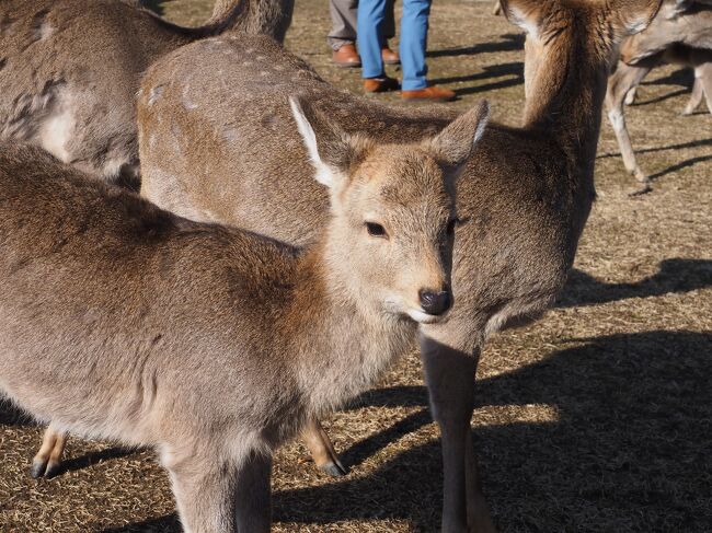 奈良公園では、有料の鹿寄せもありますが、無料の時期もあります。<br />2023年の2月、冬の鹿寄せ無料版に参加しました。<br /><br />ホルンを鳴らすと鹿たちが走ってやってきます。<br />撒かれるドングリを目当てに。<br />鹿煎餅も大好きですが、どんぐりも好物みたいです。<br /><br />（朝、公園のはずれで、弱い群れの鹿たちにドングリやキャベツを撒く地元の方もいました）<br /><br />鹿寄せの動画です。よろしければどうぞご覧ください。<br />https://youtu.be/rI2ldE82p7g