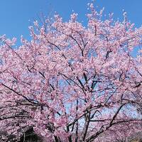 2024年3月17日国分寺跡から満開のシュゼンジカン桜、ミモザ、菜の花、昭和記念公園、ホテル日航立川