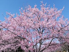 2024年3月17日国分寺跡から満開のシュゼンジカン桜、ミモザ、菜の花、昭和記念公園、ホテル日航立川
