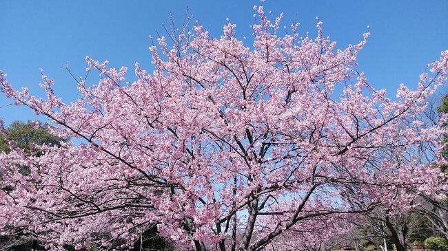 2024年3月17日国分寺跡から満開のシュゼンジカン桜、ミモザ、菜の花、昭和記念公園、ホテル日航立川