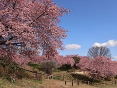 新川千本桜