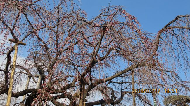 3月17日、午後2時半過ぎにふじみ野市にある地蔵院へ枝垂れ桜を見に行きました。毎年見に行っていますので、咲いているのではと思い期待して行きましたが、残念ながら1部咲きでした。満開迄には一週間かかりそうでした。<br /><br /><br /><br />*写真は地蔵院の枝垂れ桜