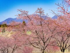 長湯温泉の大漁桜　2024