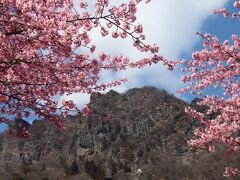 「道の駅みょうぎ」の河津桜！