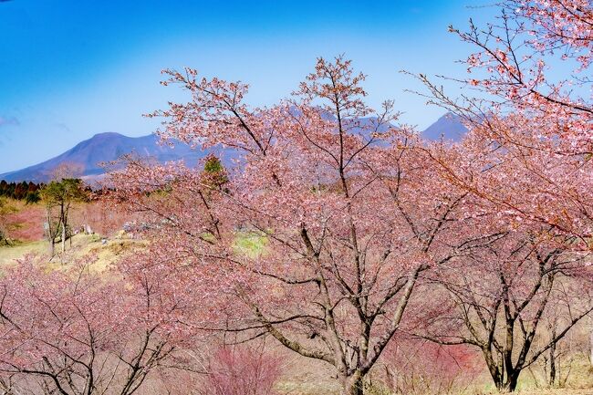　日本一の炭酸泉で有名な長湯温泉の外れ、くじゅう連山の麓に10ヘクタール、2600本の桜を有する「しだれ桜の里」があります。<br />　この「しだれ桜の里」で、1600本の早咲き桜大漁桜が開花しました。