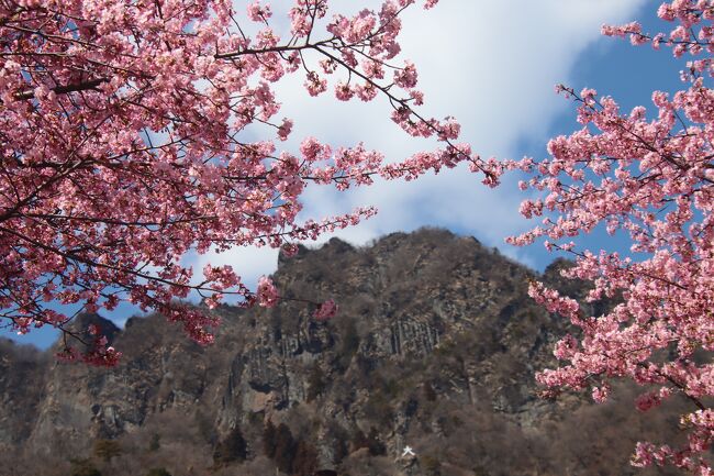 群馬県の河津桜を検索すると、前回の「みらい公園」の他<br /><br />妙義の河津桜が気になり相方を誘い行ってきました。<br /><br />約６０本の河津桜なのであまり期待はしていなかったが・・・きれいでした！<br /><br />ついでと言っては何ですが、妙義神社に参拝してきました。<br /><br /><br />