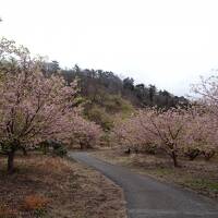 ８９歳の母を連れて熱海梅園～伊東へ。②伊東マリンタウン～小室山の満開の桜～東急HVC伊東でリゾートライフを満喫！　８９歳の母、１万歩を歩く！