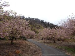 ８９歳の母を連れて熱海梅園～伊東へ。②伊東マリンタウン～小室山の満開の桜～東急HVC伊東でリゾートライフを満喫！　８９歳の母、１万歩を歩く！