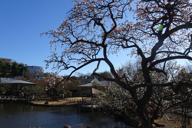 馬場花木園散歩　２月の花（１７種）２０２４年