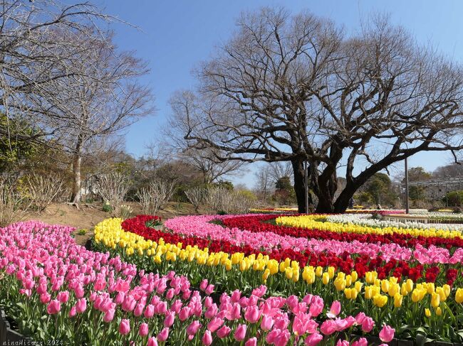 栃木県足利市の「あしかがフラワパーク」へ、チューリップを見に行きました。前回訪問から２週間経って、今季２度目のチューリップです。<br /><br />２週間経ってチューリップは咲き進み、満開になっていました。さらに、半月池に浮く花壇や、「四季彩のステージ」にもチューリップやその他の花が加わっていて、綺麗な花々を楽しむことができました。