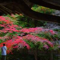 紅葉の厳美渓。最後の蘇民祭を待つ黒石寺逍遥。正法寺からいつくし園へと秋三昧。