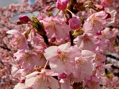 富山で満開の河津桜のお花見。