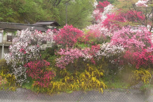 今年阿智村に花桃を見に行こうかと考えているけど、当日天気予報が雨で迷うかもしれない。。<br />そんな方に、23年の様子をお伝えできればと思います。<br />