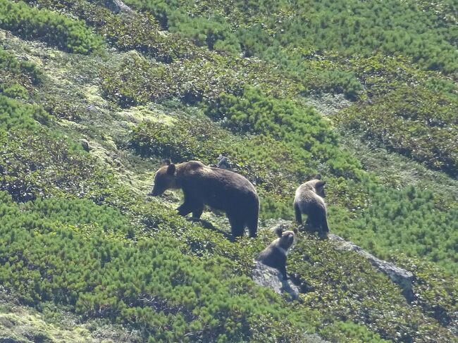 知床の秋は冬前に羅臼岳に登れるラストチャンス。鮭の遡上とそれを追うクマを見られるチャンスもある。何度か行ったことがあるこのパターンだが4泊5日の工程を組んでみた。<br /><br />飛行機はANAで中標津空港を利用。1名分マイル＋同行者割引で結構格安となった。レンタカーはオリックスレンタカーの割引で33000円くらい。ホテルは2名4泊（羅臼1泊、ウトロ2泊、地のはて1泊)で合計12万円弱。観光シーズンだからしょうがないけどやや高めとなった。<br /><br />初日雨がちだったが、2日目には羅臼岳登頂を果たした。しかし、、、運動不足から翌日以降は筋肉痛で歩くこともままならず。本来なら斜里岳にも行きたかったが断念。鮭の遡上を見たり飯を食ったりで過ごした。全体的には、羅臼岳でクマの親子が見られたり、鮭が滝をジャンプする様子に出会ったりで収穫多かったな。笑<br /><br />