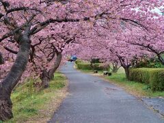 みなみの桜と菜の花まつり