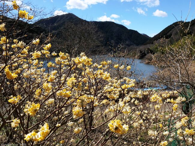 群馬県桐生市、桐生川上流の梅田湖湖畔にある「梅田ロウバイパーク」へ、ミツマタを見に行きました。ミツマタは咲き進んでいましたが、まだ５割くらいの印象でした。