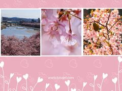妖艶なピンクに染まる岡崎乙川＆豊田市高橋の河津桜♪
