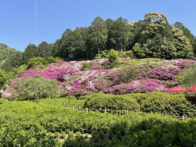 そうだ、京都に行こう！新緑鮮やかなゴールデンウィークの旅：1日目　三室戸寺、東福寺と創作和食