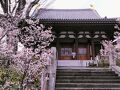 2024年3月24日～幻の熊谷桜に、開花前の熊谷桜堤のソメイヨシノと菜の花、サンルート熊谷駅前泊
