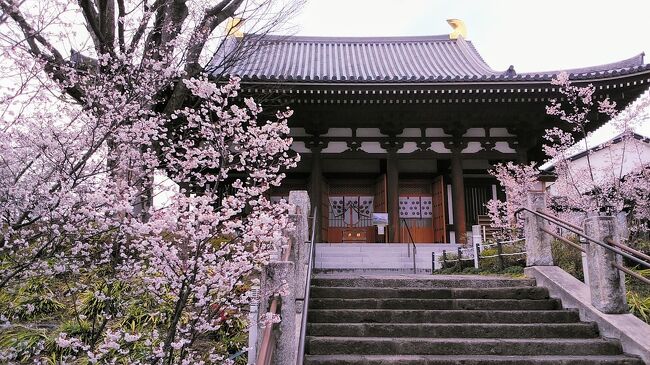 2024年満開の桜の旅行記もソメイヨシノの開花前に第10弾になってしまいました。<br /><br />3月24日に埼玉県の熊谷市を訪問しました。熊谷と言えば日本一？暑い街で有名ですが、実は桜にラグビー等も有名で違う意味で熱い街です！<br /><br />しかし今年は3月が寒く、さくら名所100選の熊谷桜堤のソメイヨシノは、まだ開花もしてませんが、ソメイヨシノとのコラボで美しい風景をつくっている菜の花は見頃です。ソメイヨシノは、また見に行くとしましょう(^^)<br /><br />タイトルにもある熊谷の石上寺に咲いてる幻の桜と言われる熊谷桜(くまがいざくら)が満開を迎えてました。熊谷桜は八重の早咲きの品種で花びらが1輪に30枚あり小柄の花ですが美しい桜で、名前の熊谷桜は、源平合戦の一の谷の戦で熊谷直実氏がさきがけを争った故事にちなんで名付けられたそうです<br /><br />また桜の街、熊谷の中央公園には平安・鎌倉時代に活躍した熊谷直実氏の娘である「玉津留姫」「千代鶴姫」と名付けられた祇園枝垂れ桜の開花がはじまってました。<br /><br />来週は、もう4月でそろそろソメイヨシノも楽しみたいですね<br />綺麗な熊谷桜と菜の花をお楽しみください。