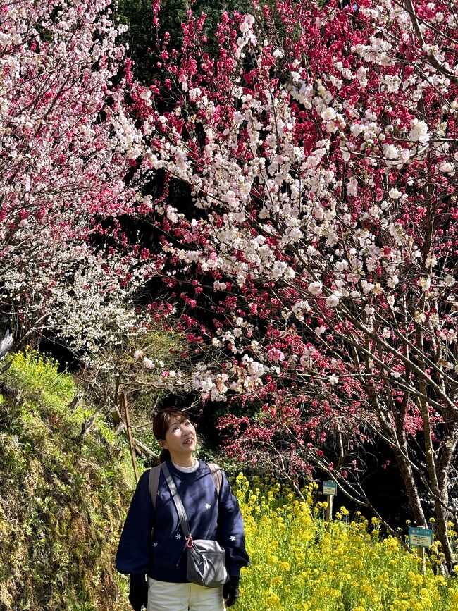 高知市内を拠点にレンタカーで<br />遠くは四万十川の先まで足を伸ばす<br />桜満開とはいかなかったが<br />花桃が見事にピンチヒッターを務めてくれた