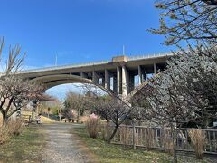 春になったら行きたくなる大好き多摩地区若葉台の散歩